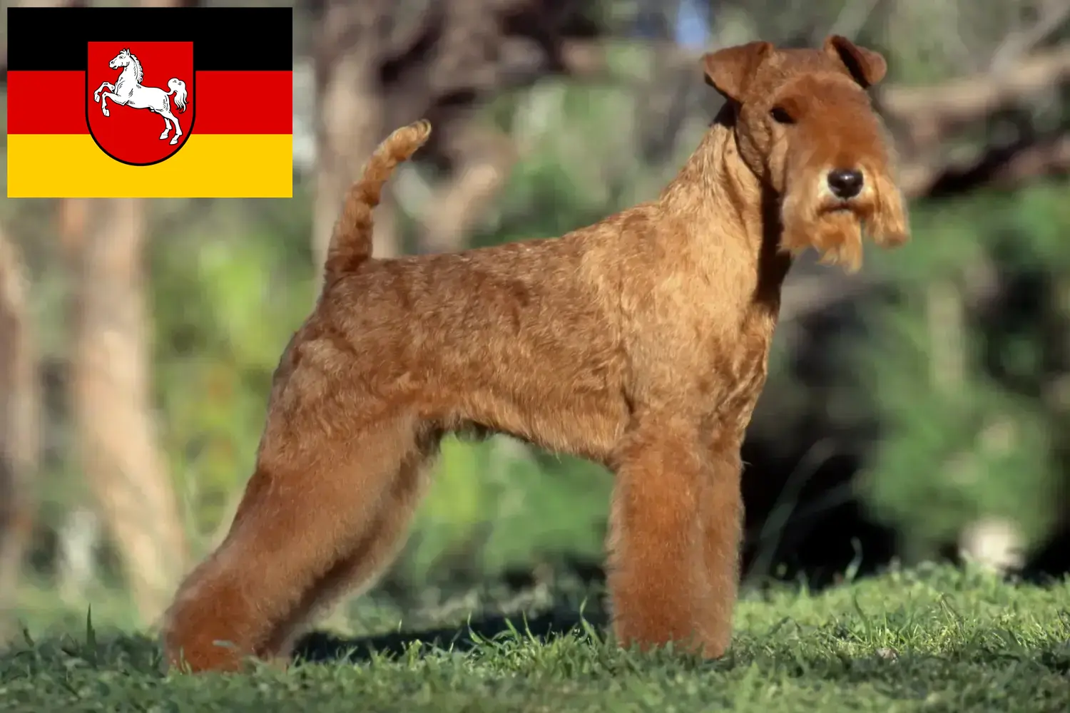 Lakeland Terrier puppies en fokkers Nedersaksen Hier vind je Lakeland Terrier fokkers in Nedersaksen.