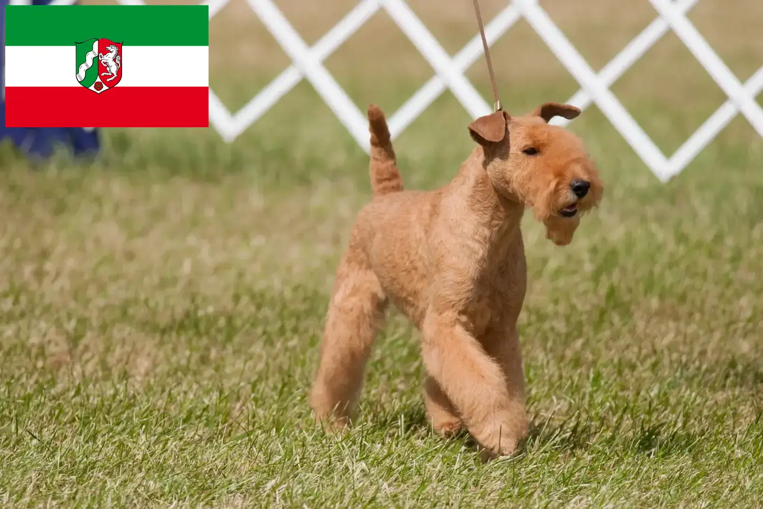 Lakeland Terrier pups en fokkers Noordrijn-Westfalen Zoek Lakeland Terrier fokkers in Noordrijn-Westfalen.