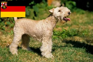 Lees meer over het artikel Lakeland Terrier fokkers en pups in Rijnland-Palts