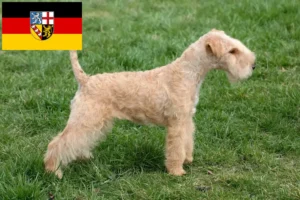 Lees meer over het artikel Lakeland Terrier fokkers en pups in Saarland