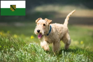 Lees meer over het artikel Lakeland Terrier fokkers en pups in Saksen