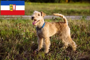 Lees meer over het artikel Lakeland Terrier fokkers en pups in Sleeswijk-Holstein