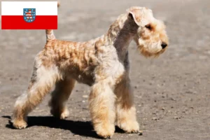 Lees meer over het artikel Lakeland Terrier fokkers en pups in Thüringen