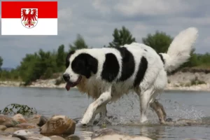 Lees meer over het artikel Landseer fokkers en pups in Brandenburg
