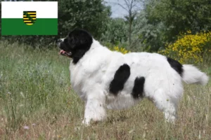 Lees meer over het artikel Landseer fokkers en pups in Saksen
