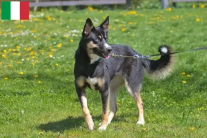 Lees meer over het artikel Lapse rendierhonden fokker en puppies in Italië