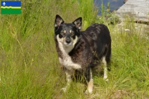 Lees meer over het artikel Lapse rendierhonden fokker en puppies in Flevoland