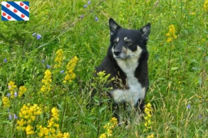 Lees meer over het artikel Lapse rendierhonden fokker en pups in Friesland