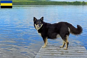 Lees meer over het artikel Lapse rendierhonden fokker en pups in Gelderland