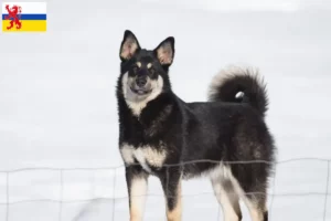 Lees meer over het artikel Lapse rendierhonden fokker en pups in Limburg