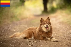 Lees meer over het artikel Lapse rendierhonden fokker en pups in Noord-Holland