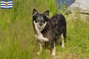 Lees meer over het artikel Lapse rendierhonden fokker en pups in Zeeland