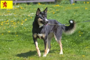 Lees meer over het artikel Lapse rendierhonden fokker en pups in Zuid-Holland