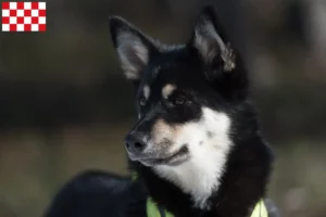 Lees meer over het artikel Lapse rendierhonden fokker en pups in Noord-Brabant