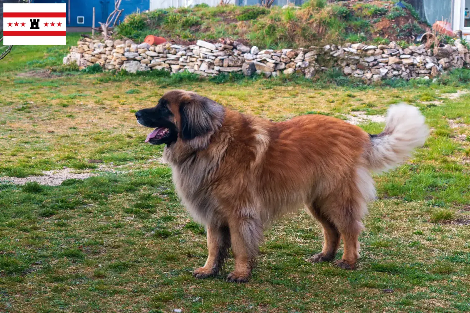 Leonberger pups en fokker Drenthe Vind hier Leonberger fokkers in Drenthe.