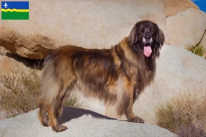 Lees meer over het artikel Leonberger fokkers en pups in Flevoland