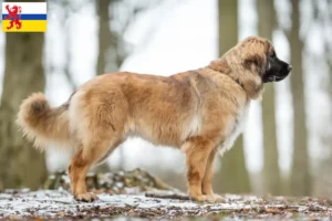 Lees meer over het artikel Leonberger fokker en pups in Limburg