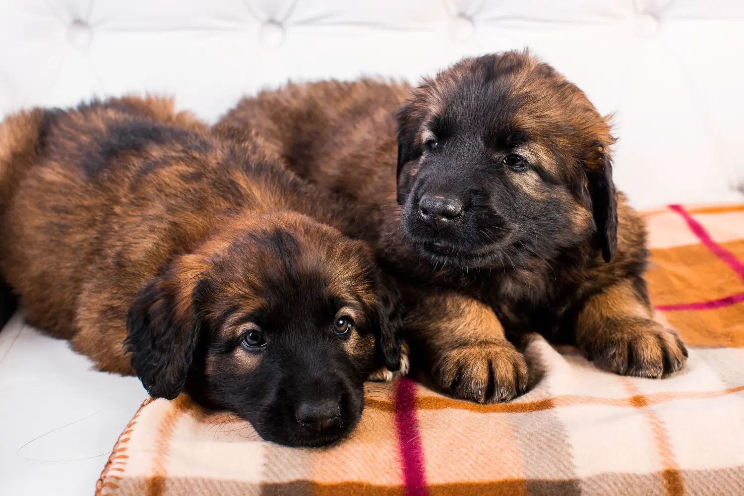 Een Leonberger puppy kopen betekent verantwoordelijkheid nemen! Leonberger puppy kopen.