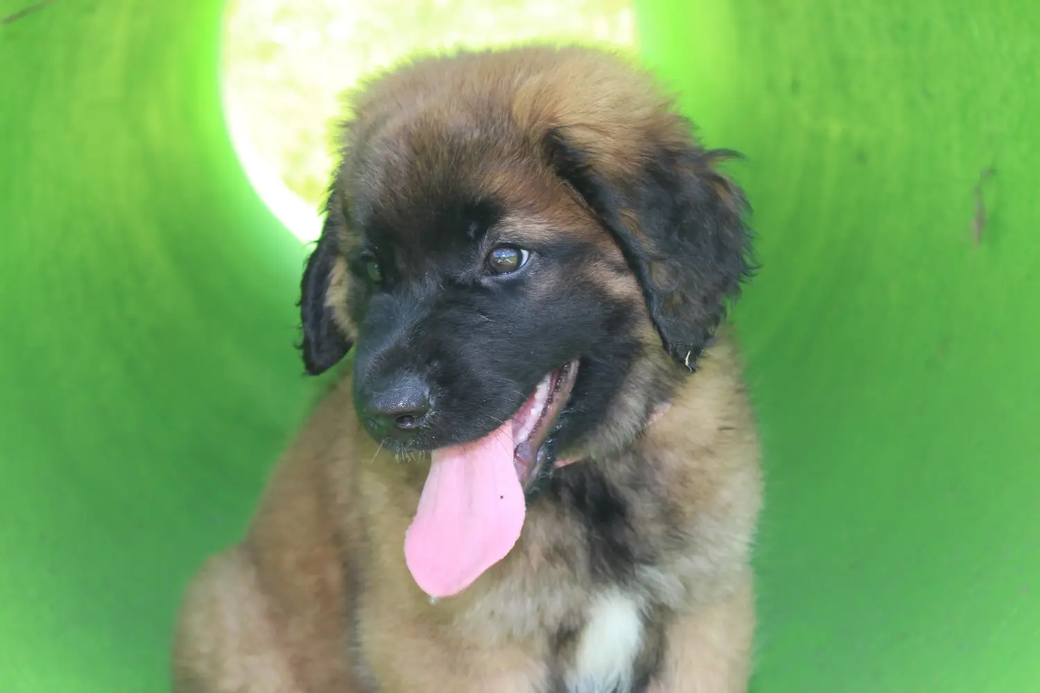 Een Leonberger puppy kopen betekent verantwoordelijkheid nemen! Leonberger puppy kopen.