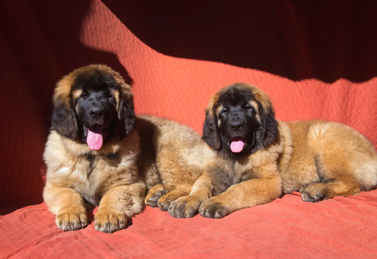Een Leonberger puppy kopen betekent verantwoordelijkheid nemen! Leonberger puppy kopen.
