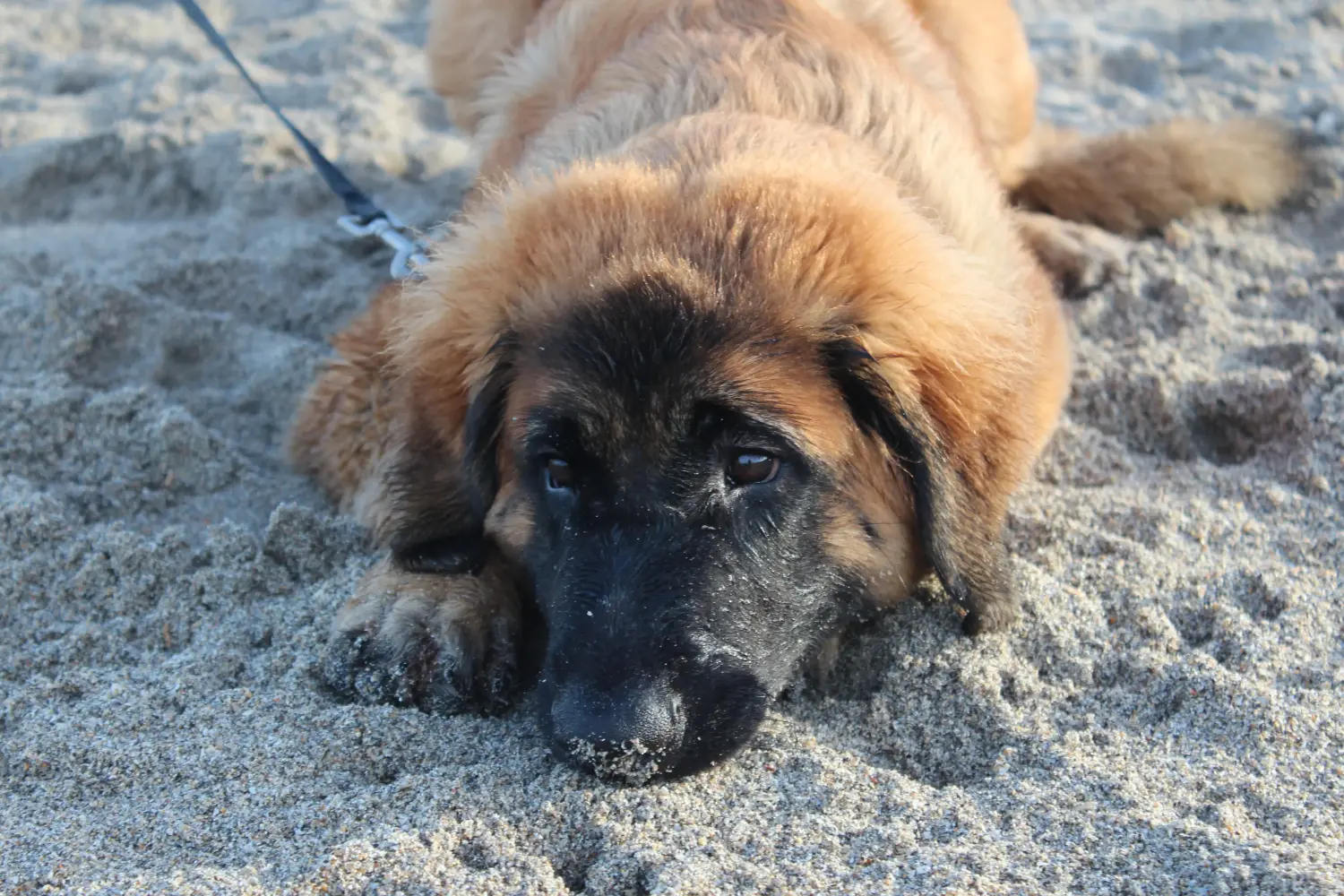Een Leonberger puppy kopen betekent verantwoordelijkheid nemen! Leonberger puppy kopen.