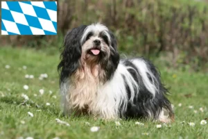 Lees meer over het artikel Lhasa Apso fokkers en pups in Beieren