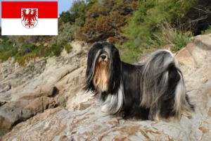 Lees meer over het artikel Lhasa Apso fokkers en pups in Brandenburg