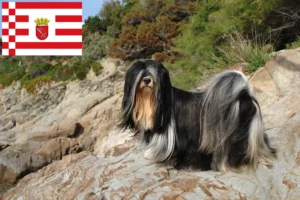 Lees meer over het artikel Lhasa Apso fokkers en pups in Bremen