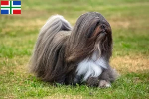 Lees meer over het artikel Lhasa Apso fokkers en pups in Groningen