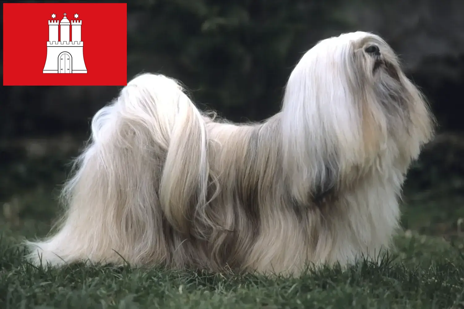 Lhasa Apso puppies en fokkers Hamburg Vind hier Lhasa Apsos fokkers in Hamburg.