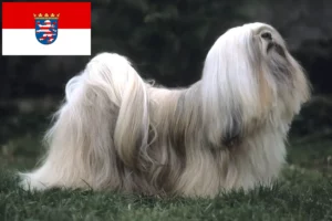 Lees meer over het artikel Lhasa Apso fokkers en pups in Hessen