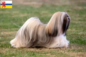 Lees meer over het artikel Lhasa Apso fokkers en pups in Limburg