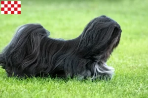 Lees meer over het artikel Lhasa Apso fokkers en pups in Noord-Brabant
