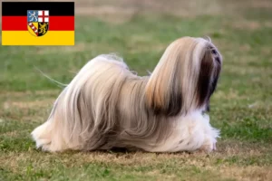 Lees meer over het artikel Lhasa Apso fokkers en pups in Saarland