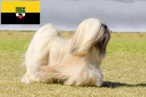 Lees meer over het artikel Lhasa Apso fokkers en pups in Saksen-Anhalt