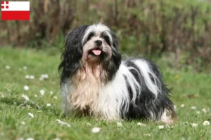 Lees meer over het artikel Lhasa Apso fokkers en pups in Utrecht