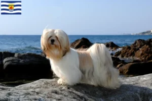 Lees meer over het artikel Lhasa Apso fokkers en pups in Zeeland