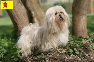 Lees meer over het artikel Lhasa Apso fokkers en pups in Zuid-Holland