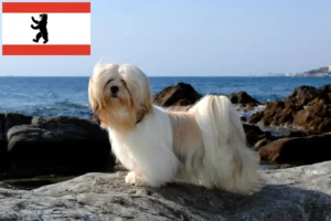 Lees meer over het artikel Lhasa Apso fokkers en pups in Berlijn