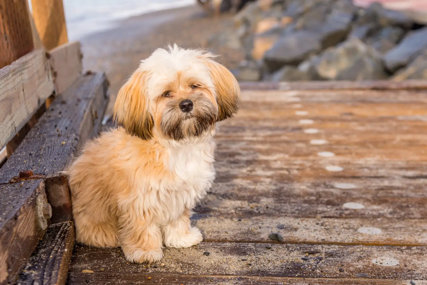 Een Lhasa Apso puppy kopen betekent verantwoordelijkheid nemen! Lhasa Apso puppy kopen.