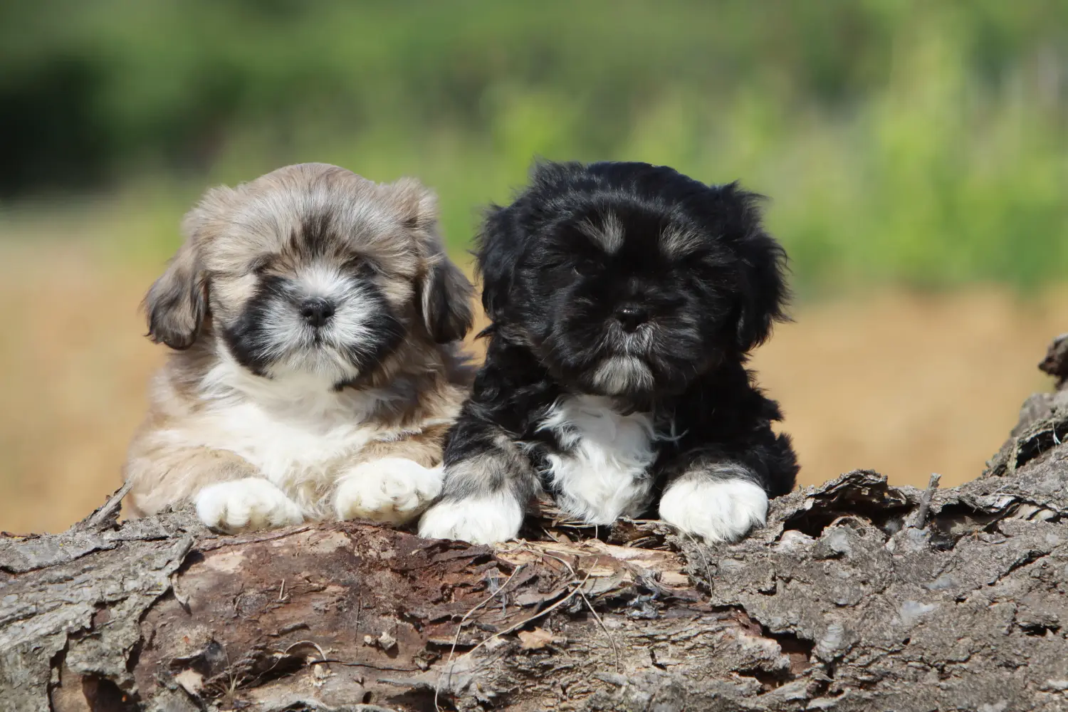 Een Lhasa Apso puppy kopen betekent verantwoordelijkheid nemen! Lhasa Apso puppy kopen.