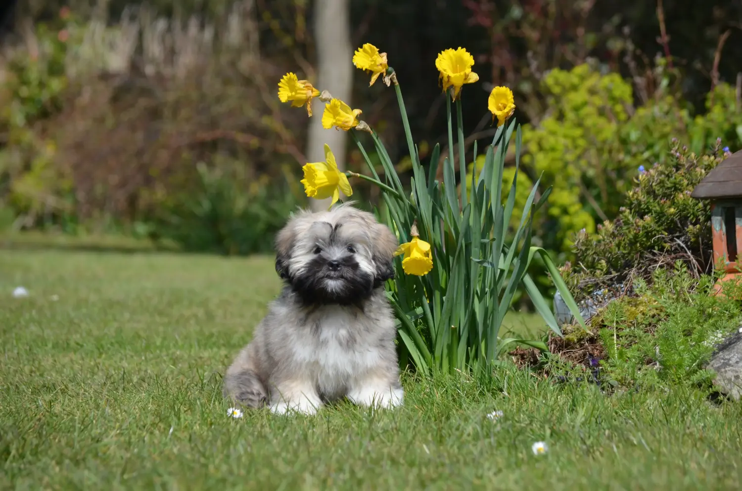 Een Lhasa Apso puppy kopen betekent verantwoordelijkheid nemen! Lhasa Apso puppy kopen.