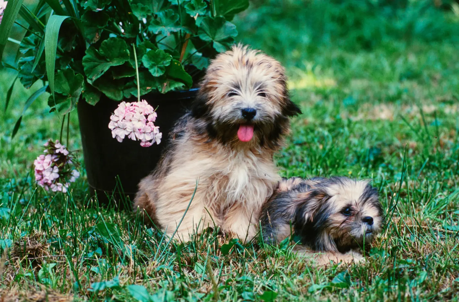 Een Lhasa Apso puppy kopen betekent verantwoordelijkheid nemen! Lhasa Apso puppy kopen.