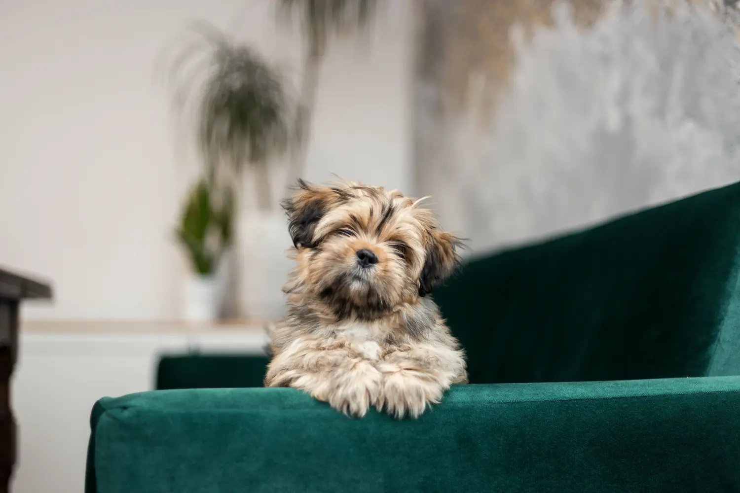Een Lhasa Apso puppy kopen betekent verantwoordelijkheid nemen! Lhasa Apso puppy kopen.