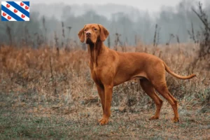 Lees meer over het artikel Magyar Vizsla fokkers en pups in Friesland