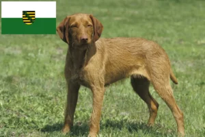 Lees meer over het artikel Magyar Vizsla fokkers en pups in Saksen