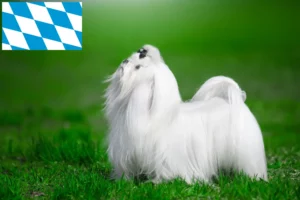 Lees meer over het artikel Maltezer fokkers en pups in Beieren