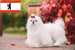 Lees meer over het artikel Maltezer fokkers en pups in Berlijn