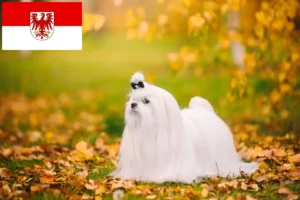Lees meer over het artikel Maltezer fokkers en pups in Brandenburg