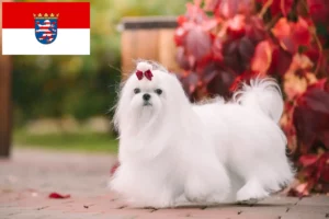 Lees meer over het artikel Maltezer fokkers en pups in Hessen